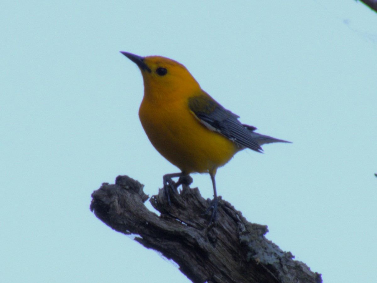 Prothonotary Warbler - ML619421091