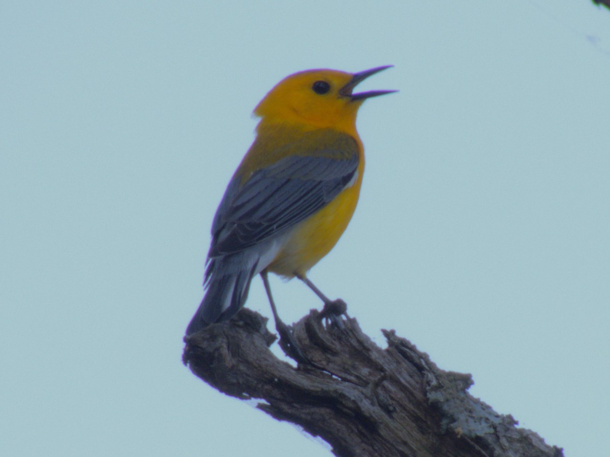 Prothonotary Warbler - ML619421092