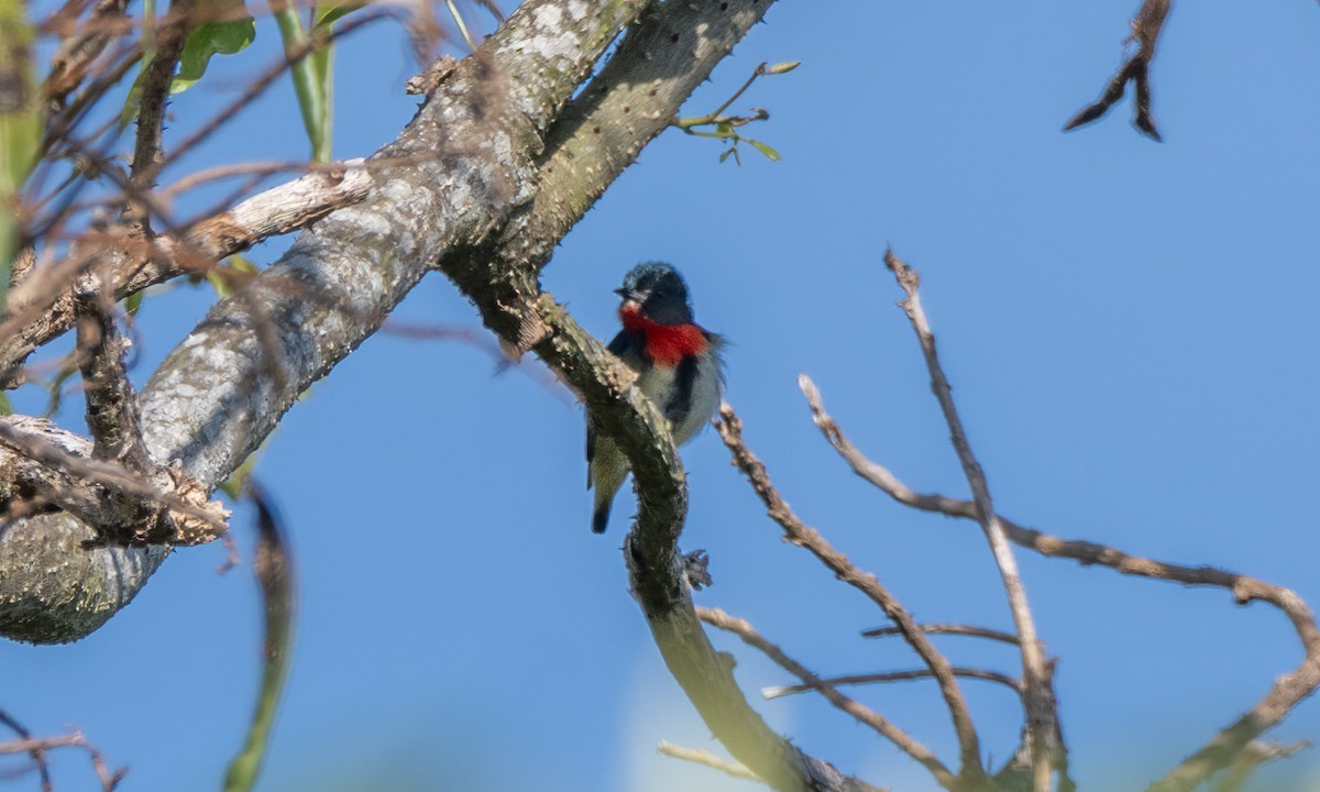 Fire-throated Flowerpecker - Koren Mitchell