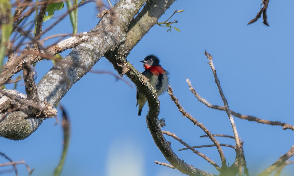 Fire-throated Flowerpecker - Koren Mitchell