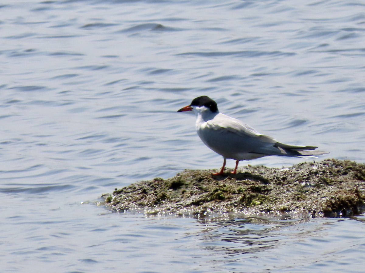 Common Tern - Marjorie Watson