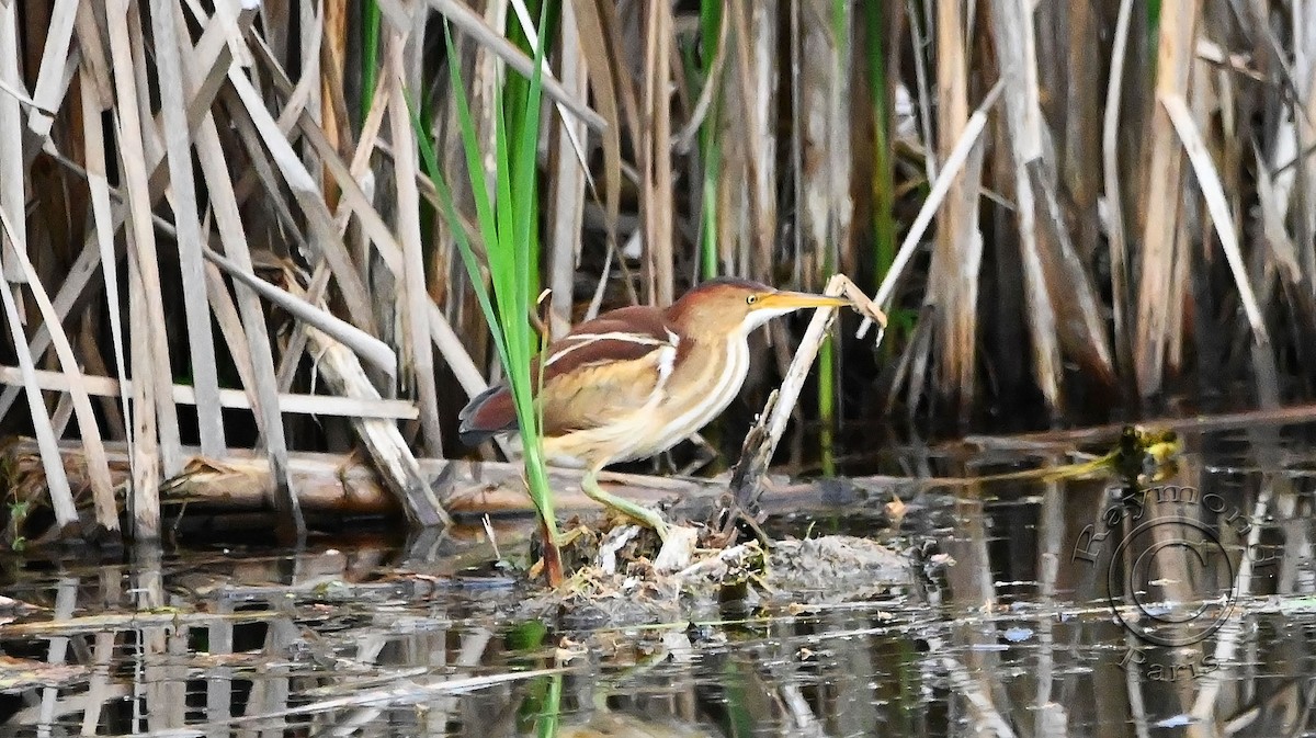 Least Bittern - Raymond Paris