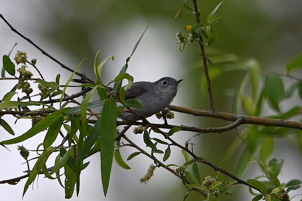 Blue-gray Gnatcatcher - Chad Ludwig