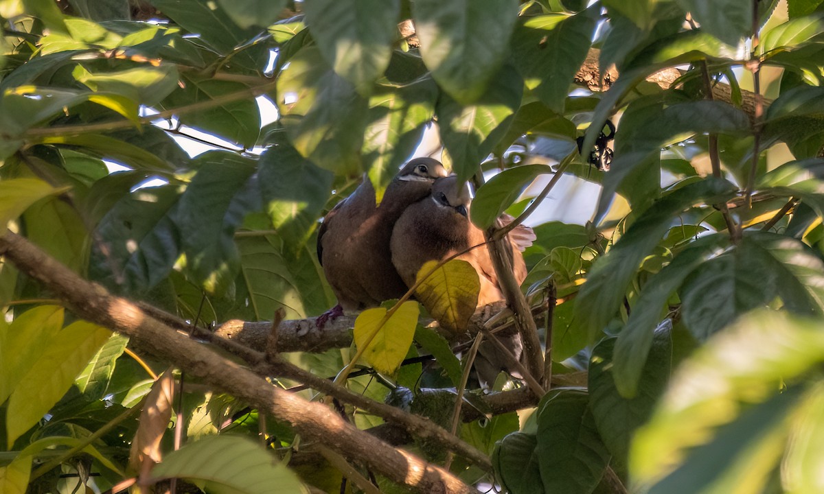 White-eared Brown-Dove - Koren Mitchell