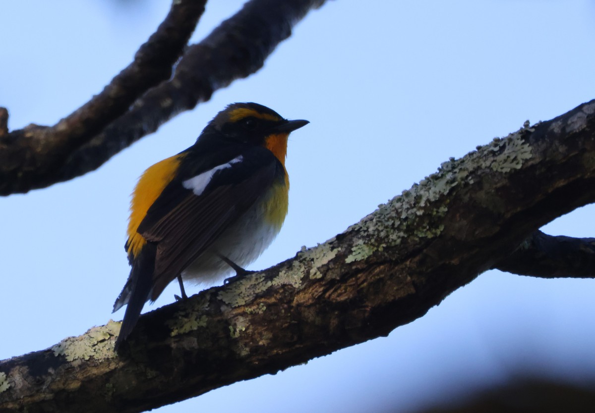 Narcissus Flycatcher - Joshua Stone