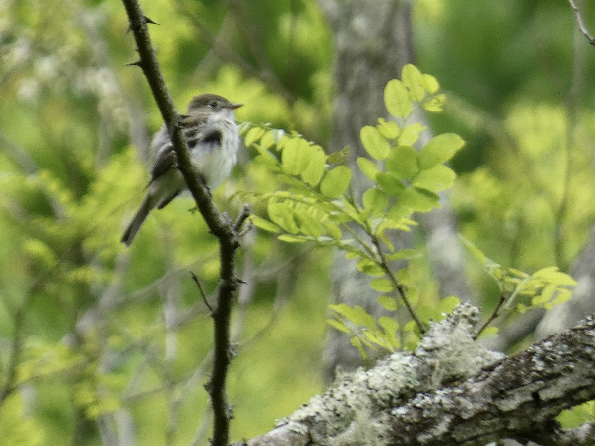 Least Flycatcher - Kerry Eckhardt