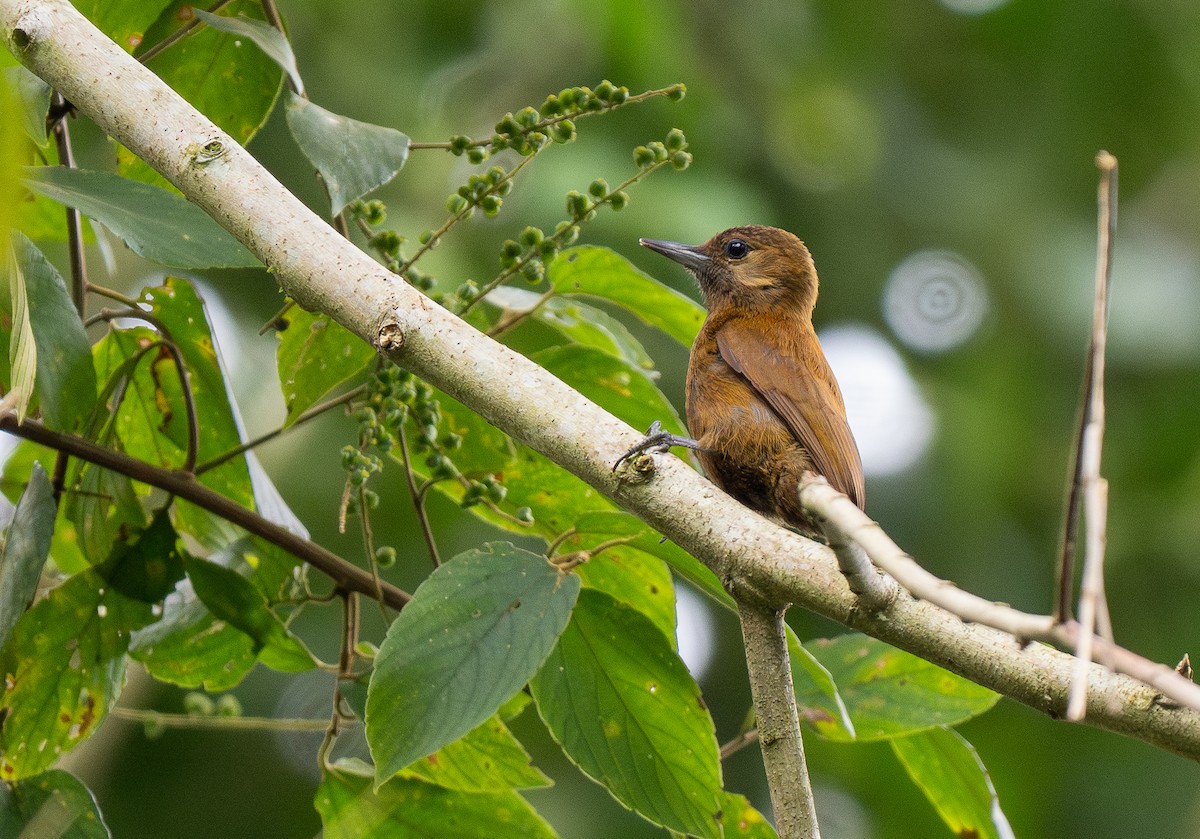 Smoky-brown Woodpecker - Forest Botial-Jarvis