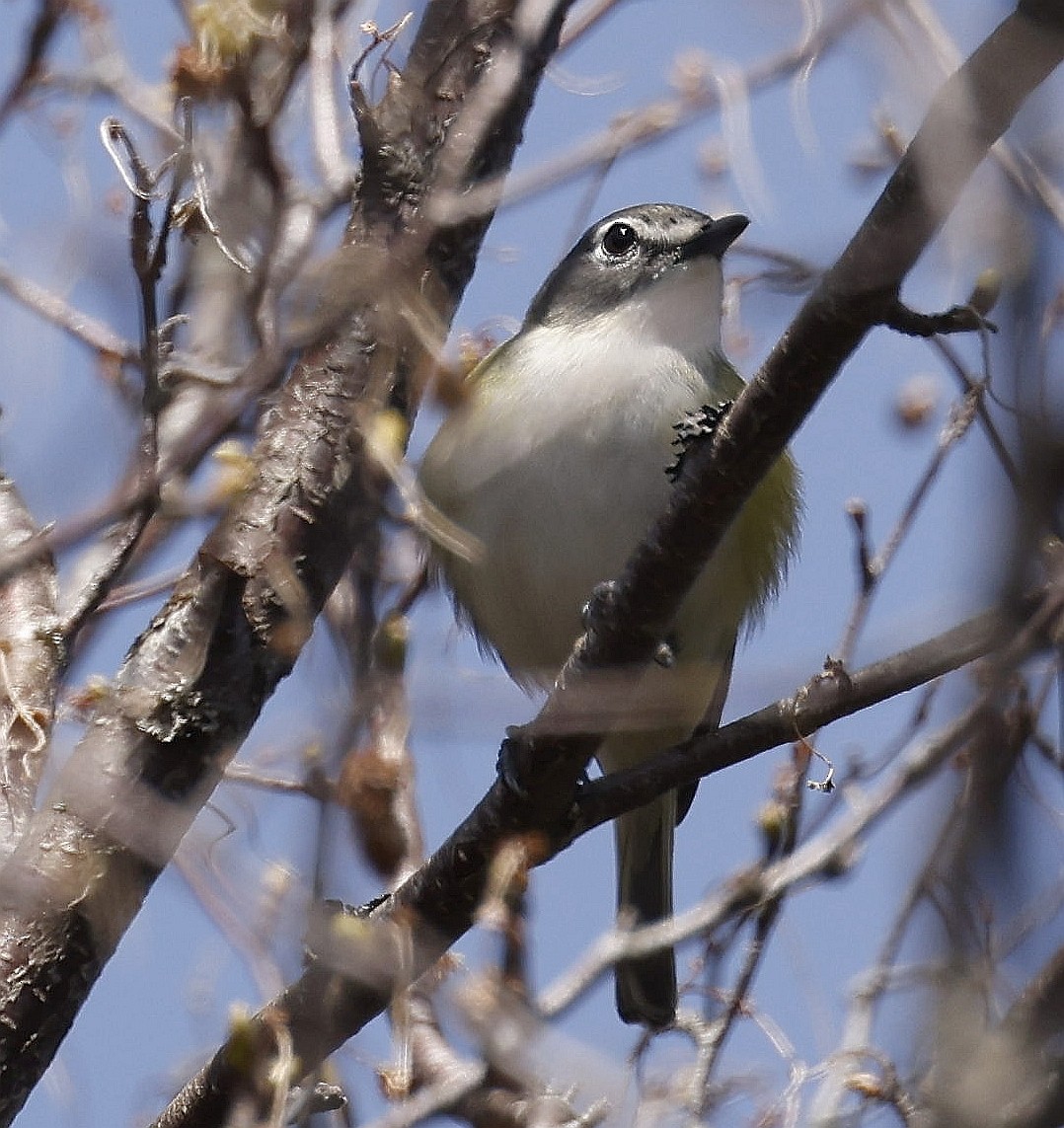 Blue-headed Vireo - Charles Fitzpatrick