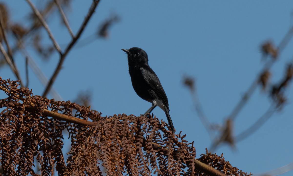 Pied Bushchat - Koren Mitchell