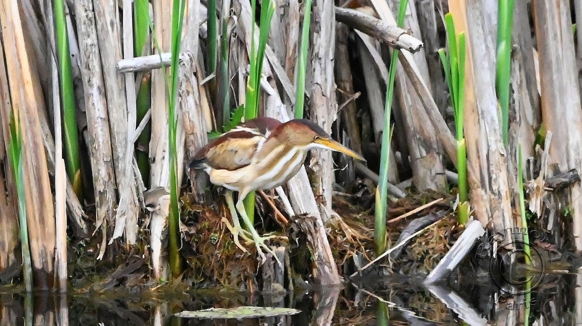 Least Bittern - Raymond Paris