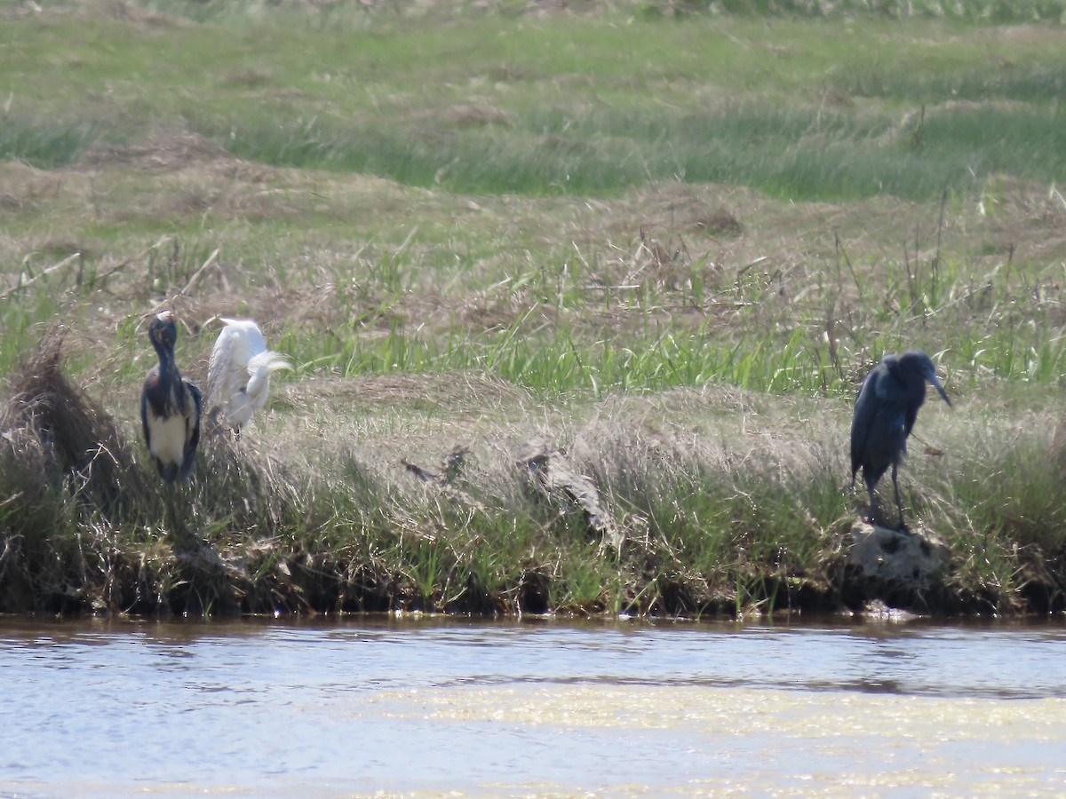 Little Blue Heron - Marjorie Watson