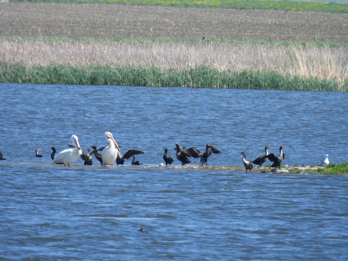 Double-crested Cormorant - Aiden Saari