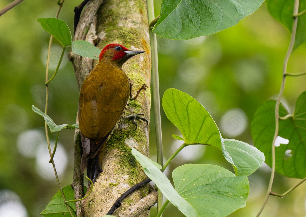 Rufous-winged Woodpecker - Forest Botial-Jarvis