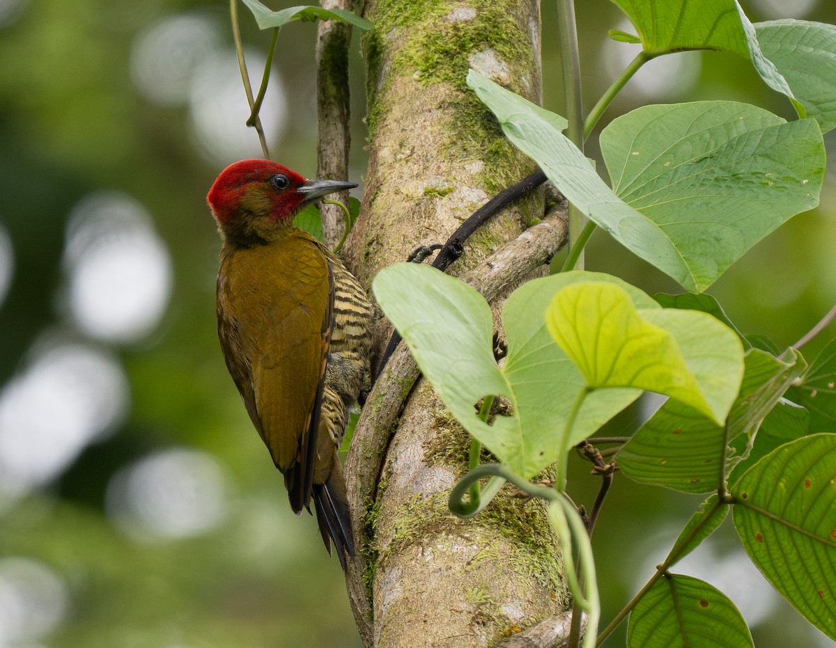 Rufous-winged Woodpecker - Forest Botial-Jarvis