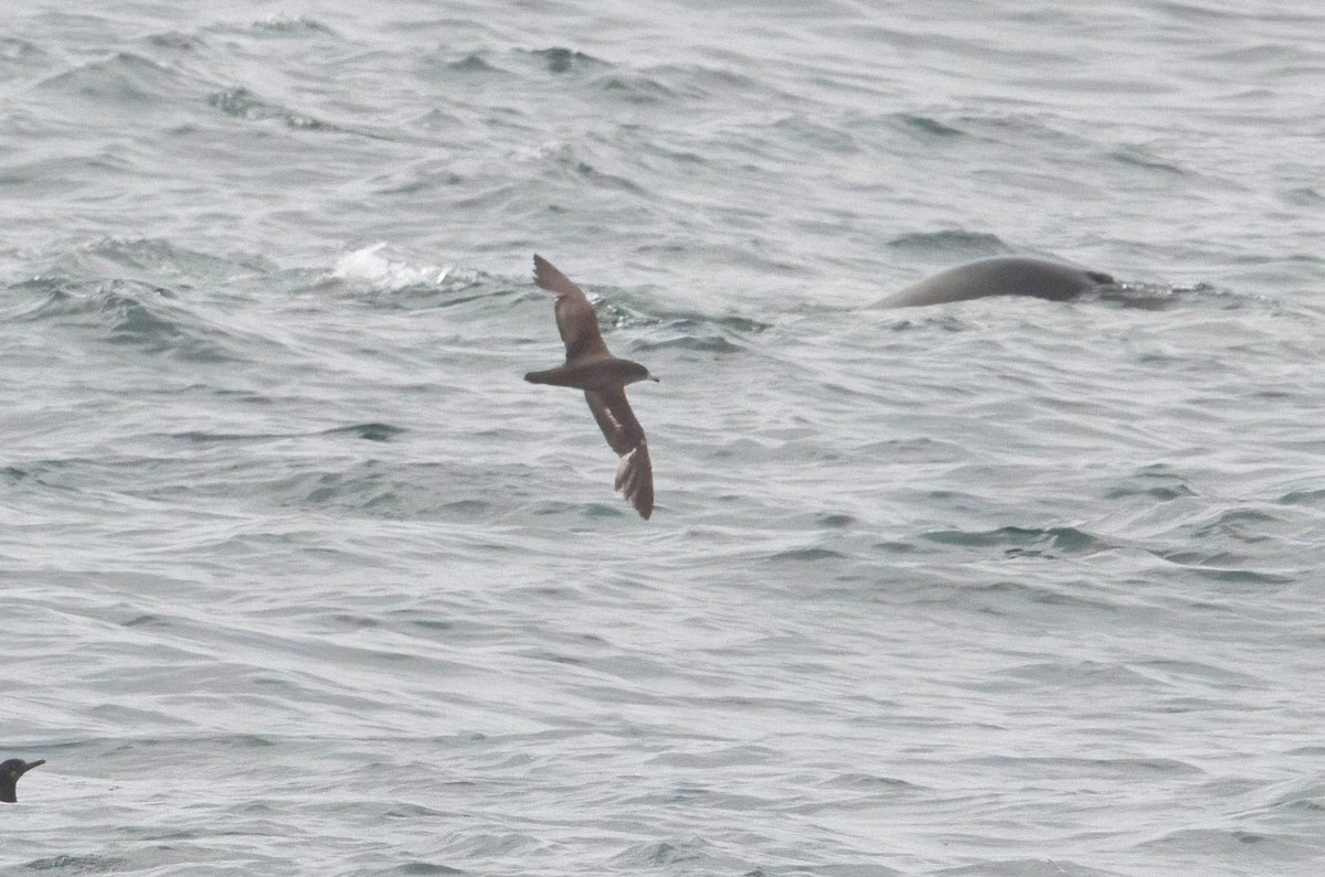 Sooty Shearwater - John Scharpen