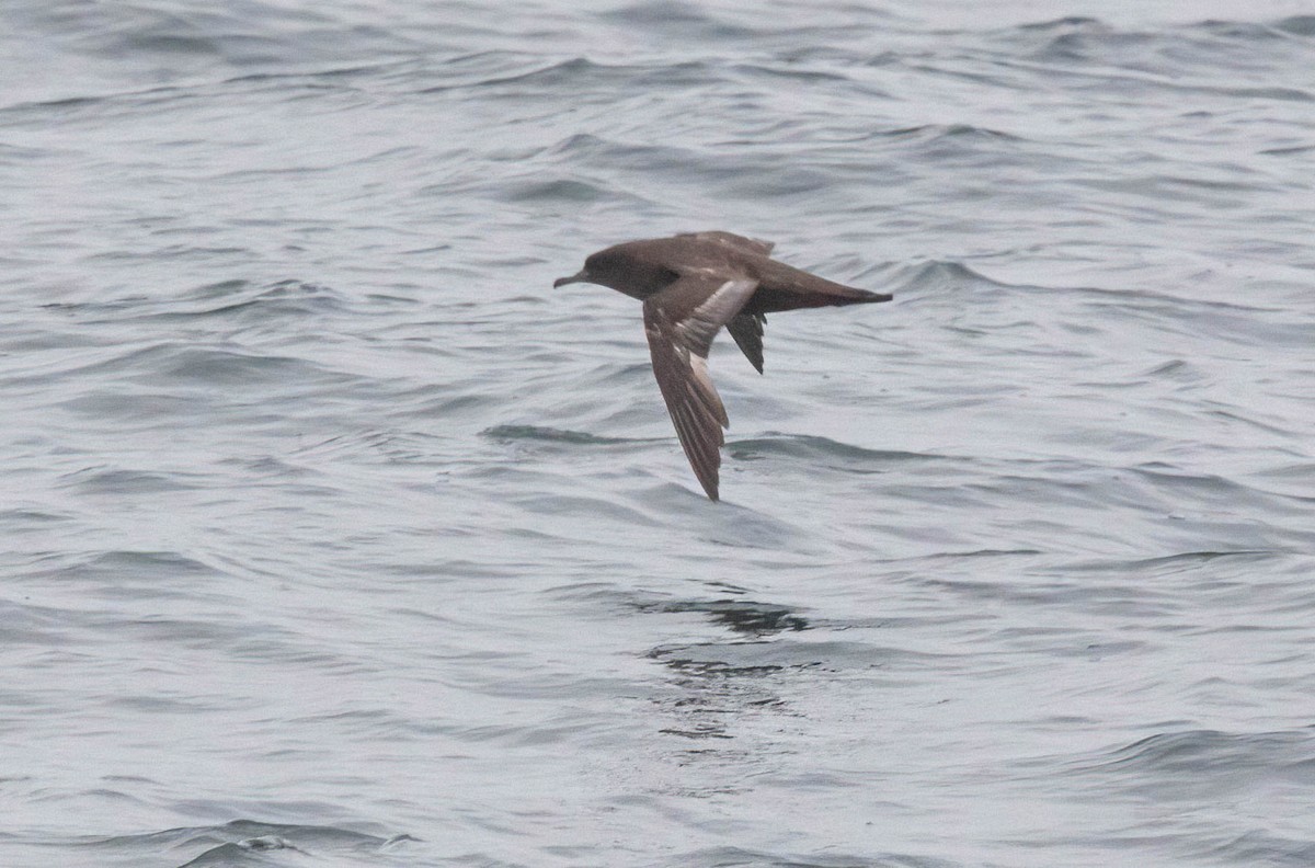 Sooty Shearwater - John Scharpen