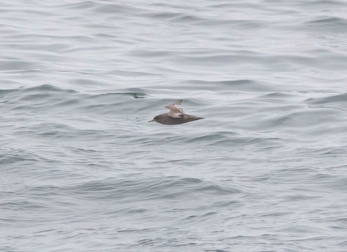 Sooty Shearwater - John Scharpen