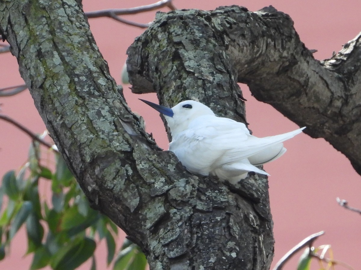 White Tern - Nick Komar