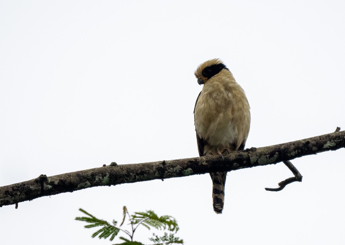 Laughing Falcon - Forest Botial-Jarvis