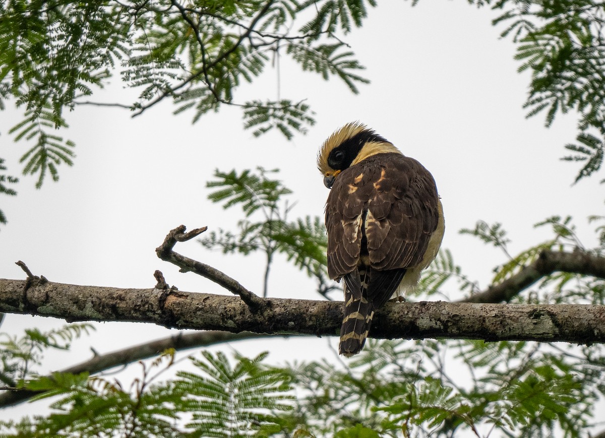 Laughing Falcon - Forest Botial-Jarvis