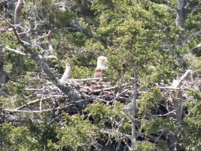 Bald Eagle - ML619421177