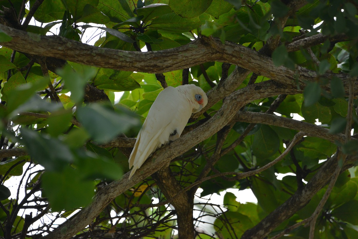 Long-billed Corella - Monica Mesch