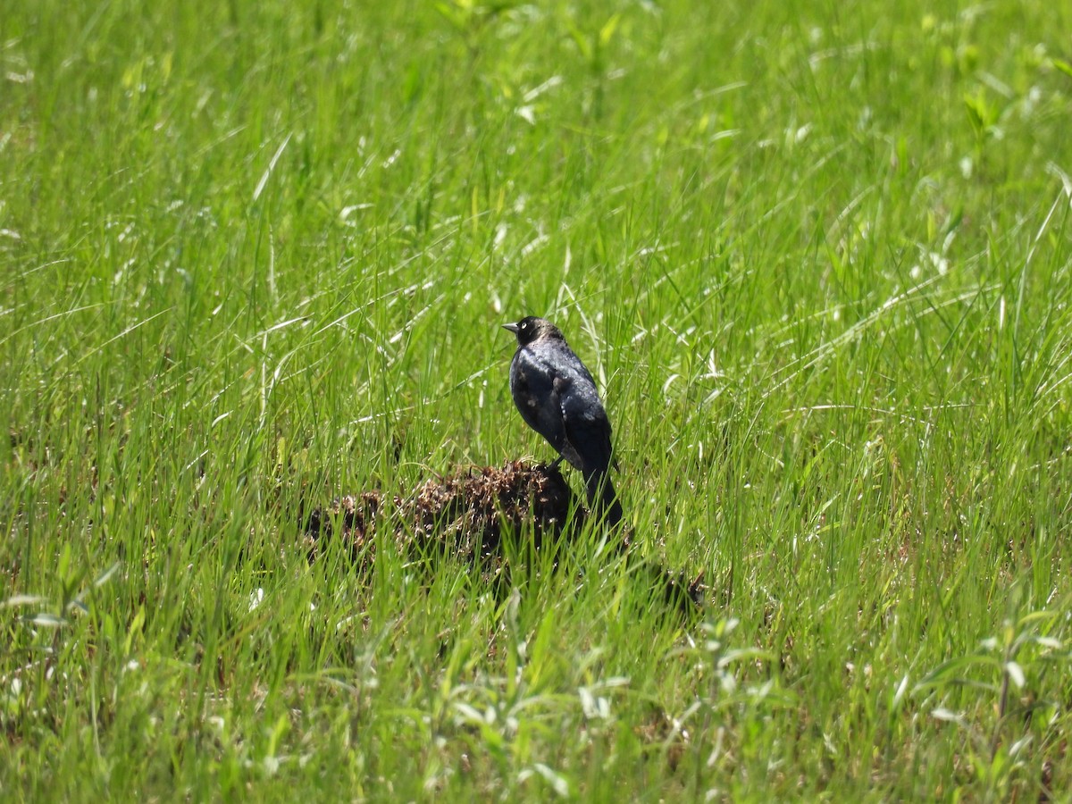 Brewer's Blackbird - Aiden Saari