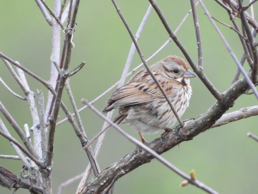 Song Sparrow - Elisabeth Cassinari