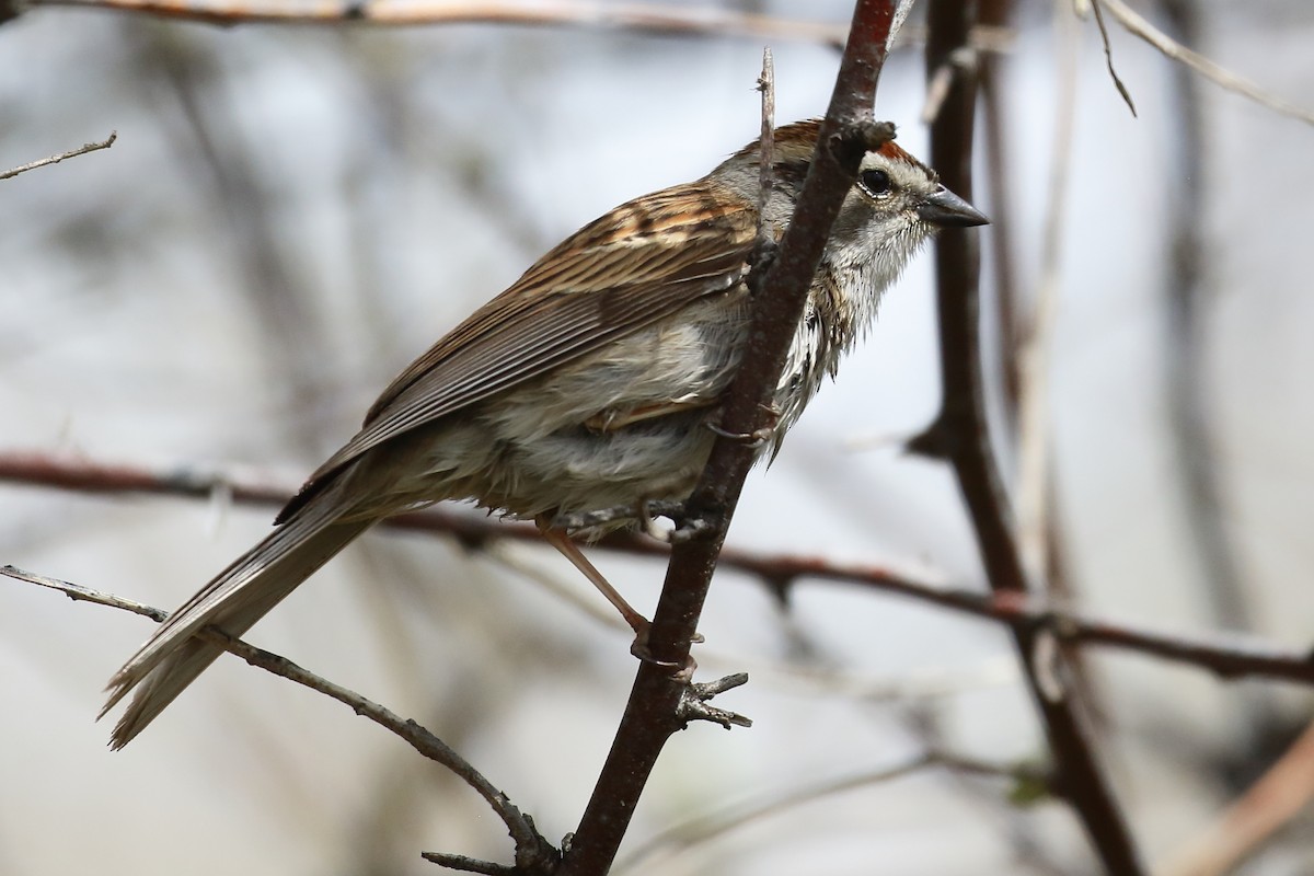 Chipping Sparrow - Douglas Faulder