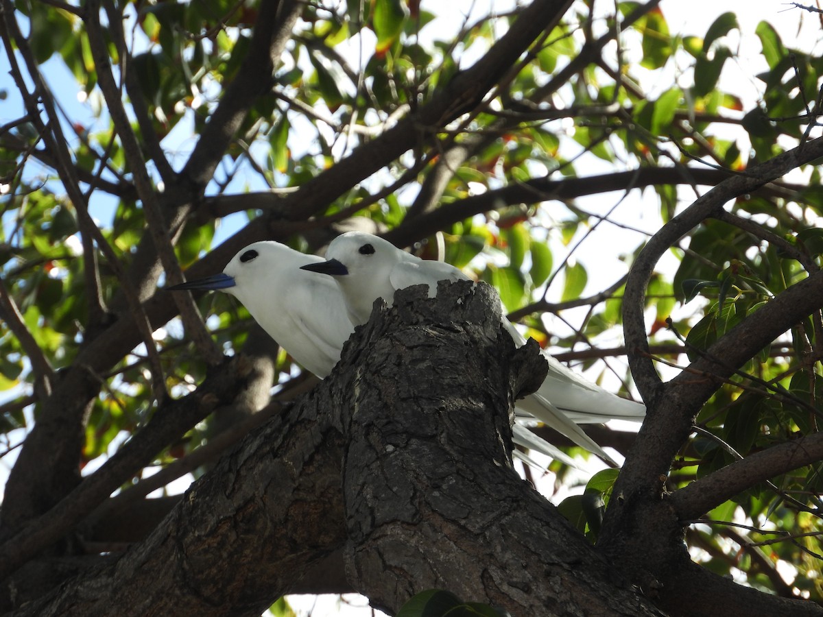 White Tern - Nick Komar