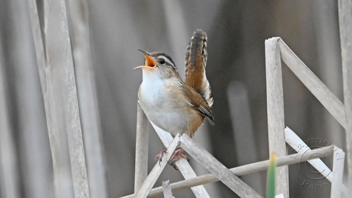 Marsh Wren - Raymond Paris