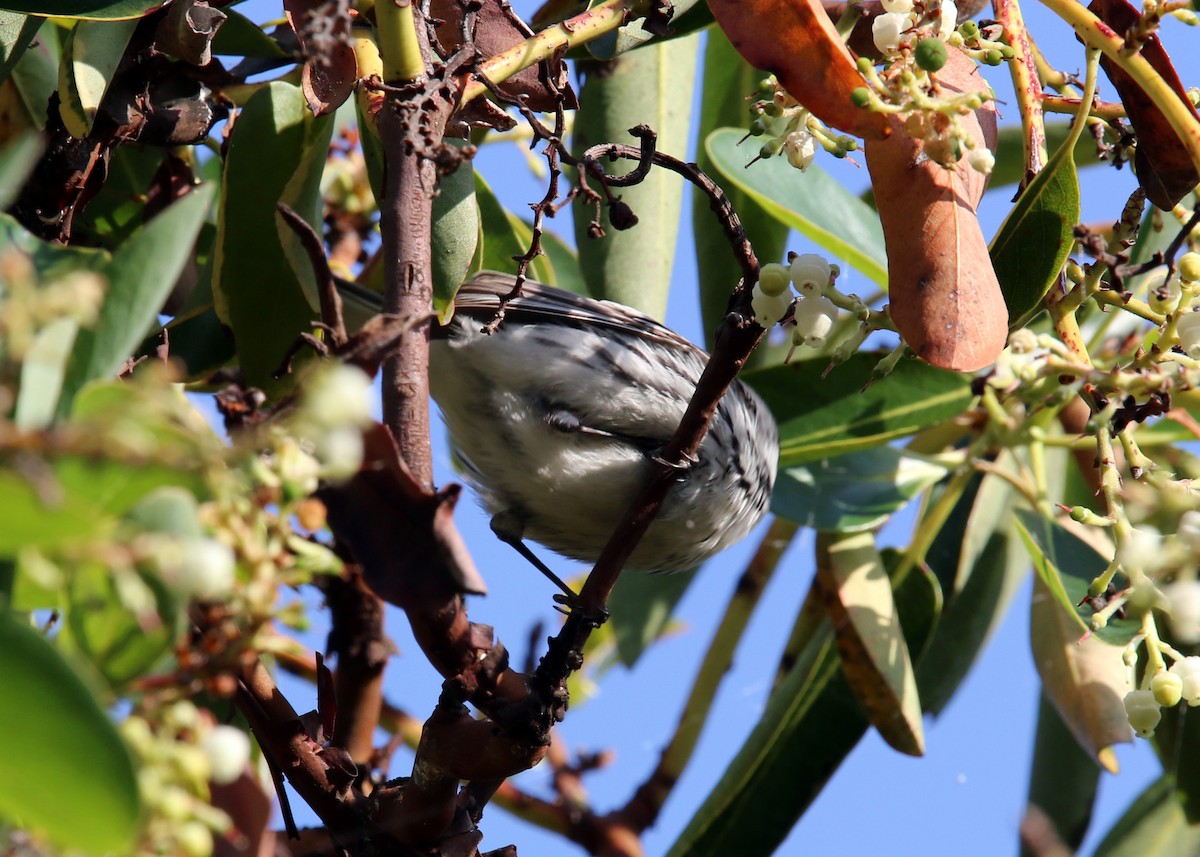 Black-throated Gray Warbler - William Clark