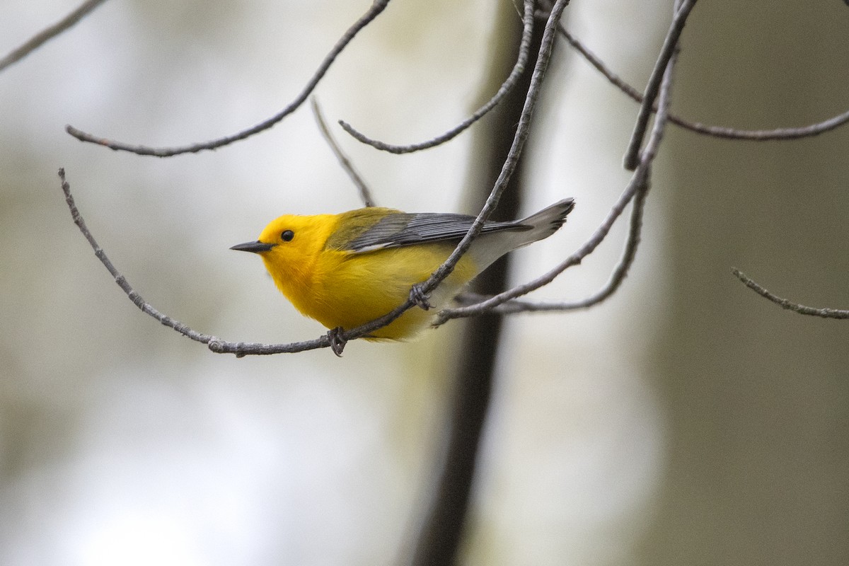 Prothonotary Warbler - Peter Sproule