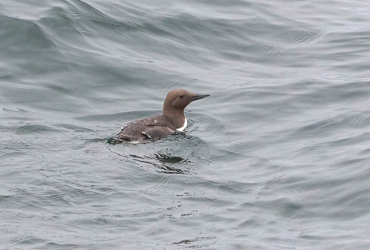 Common Murre - John Scharpen