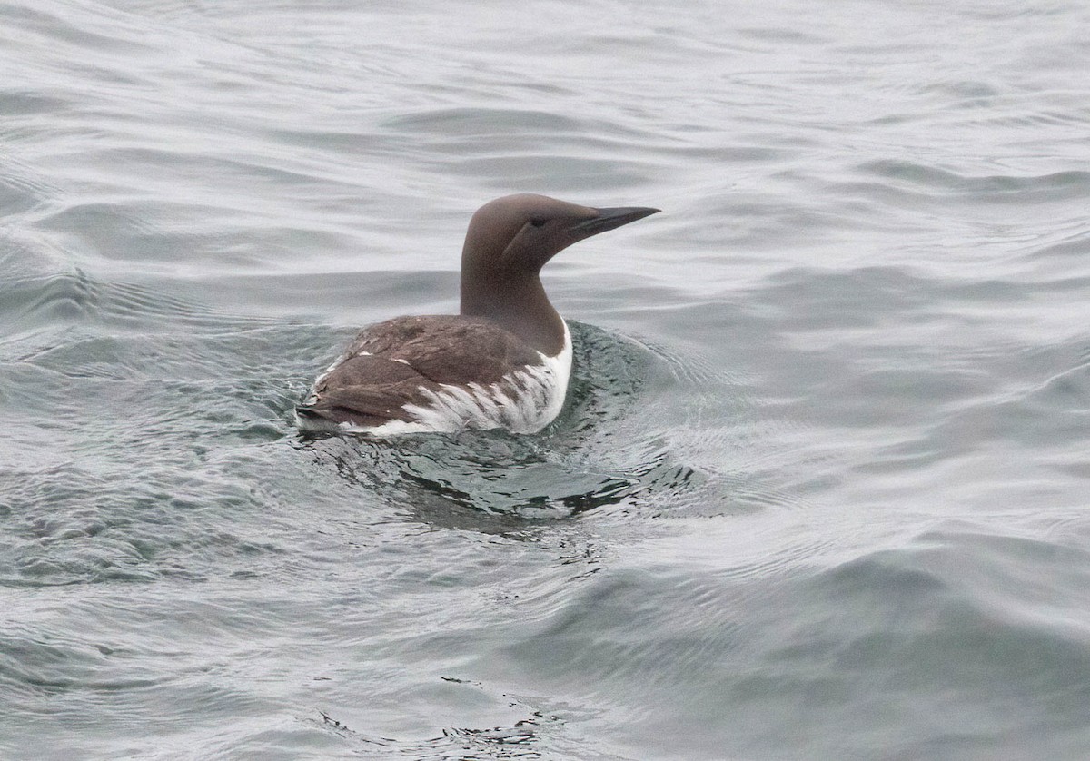 Common Murre - John Scharpen