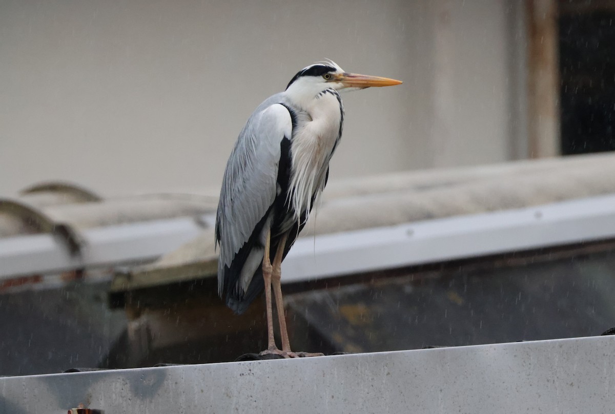 Gray Heron - Joshua Stone