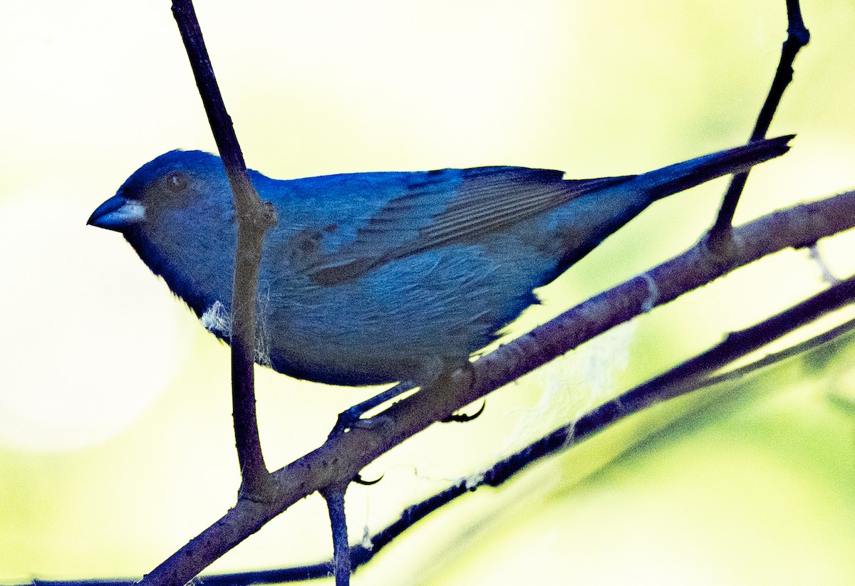 Indigo Bunting - Lynn Chapman