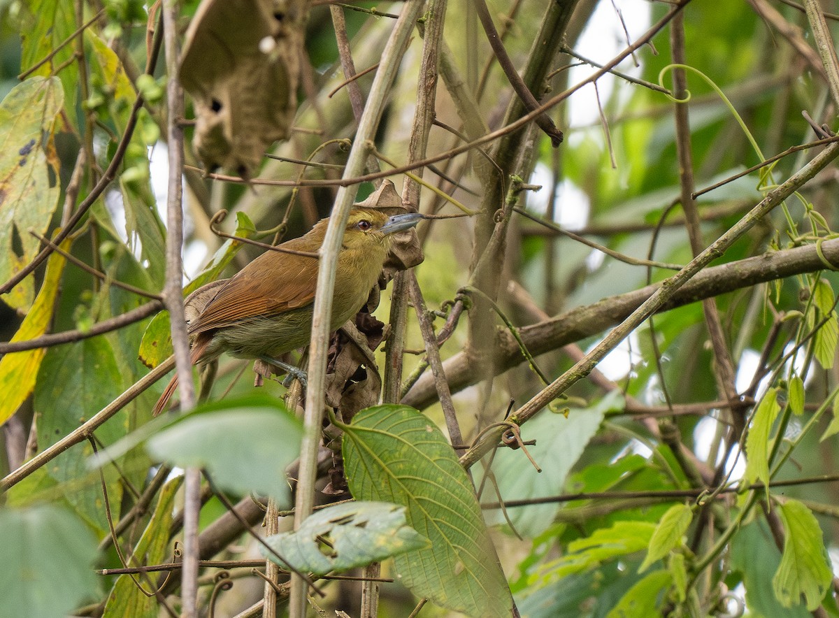 Russet Antshrike - Forest Botial-Jarvis