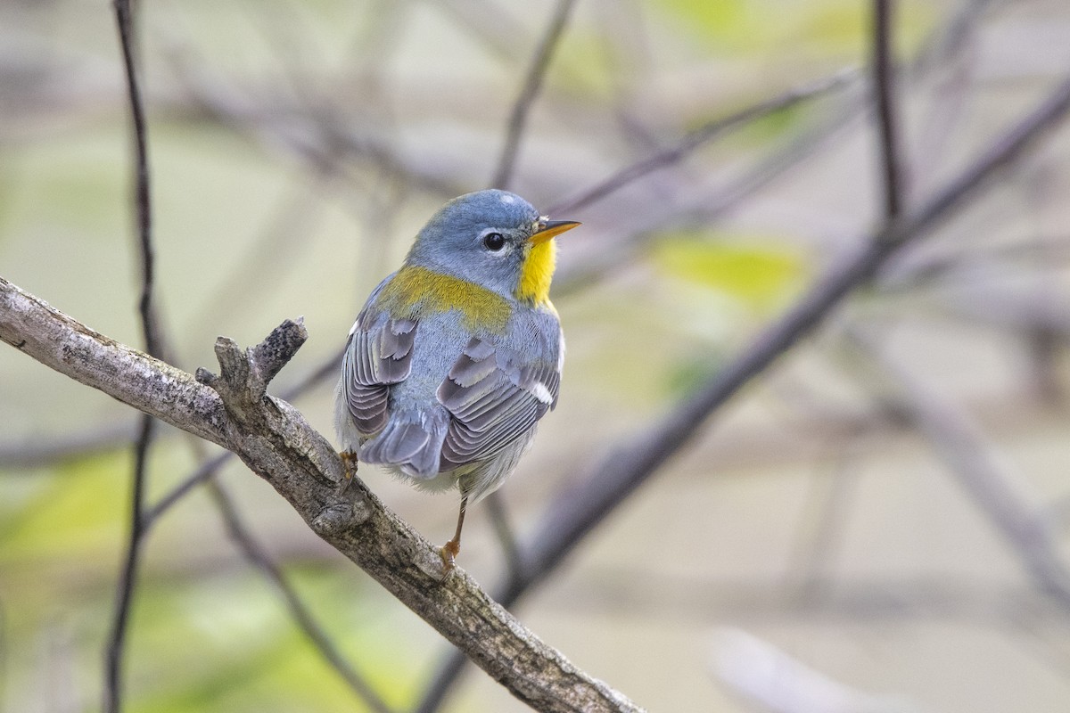 Northern Parula - Peter Sproule