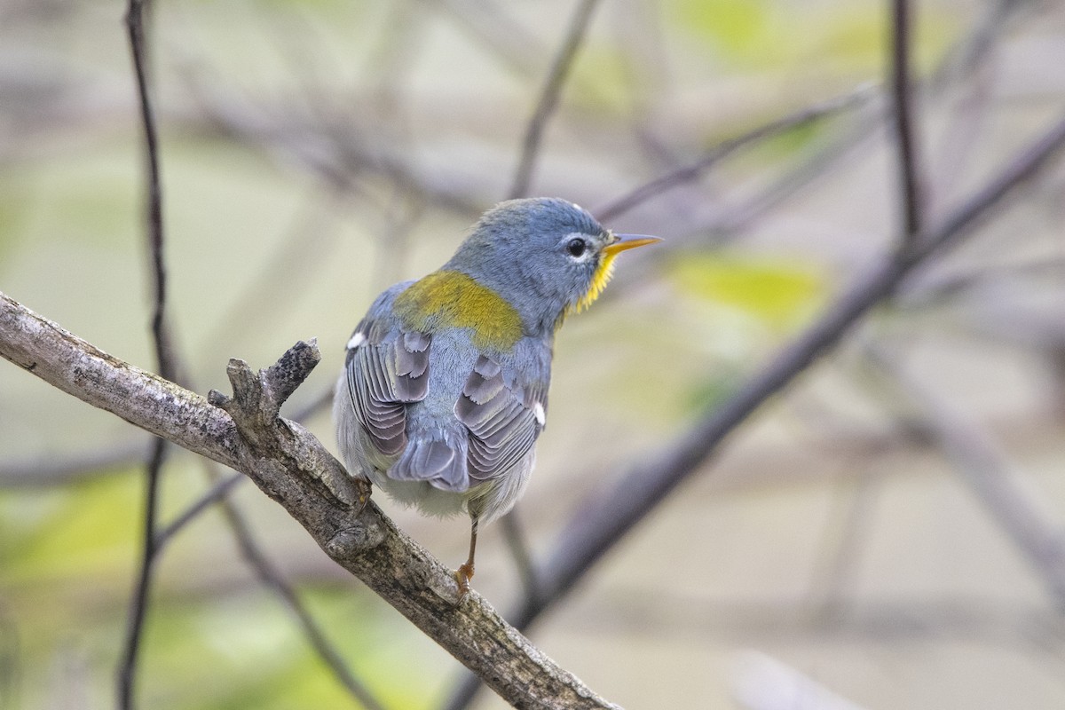 Northern Parula - Peter Sproule