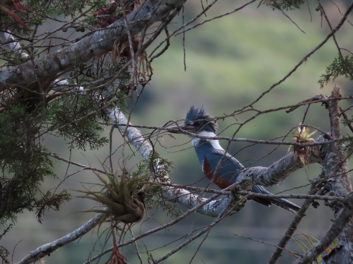 Ringed Kingfisher - Cristian Cufiño