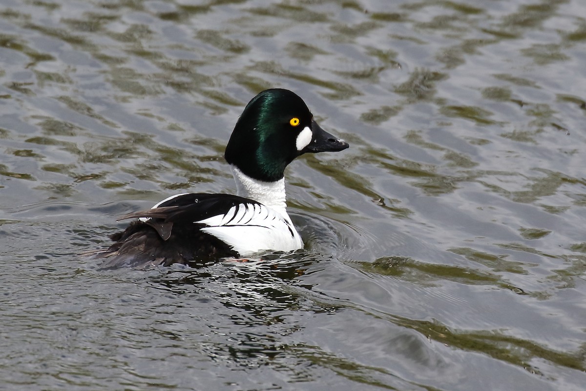 Common Goldeneye - Douglas Faulder