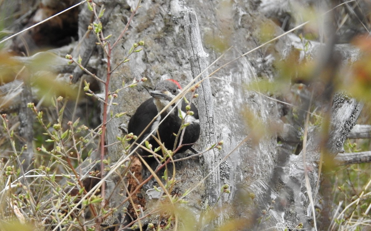 Pileated Woodpecker - Patricia Deventer