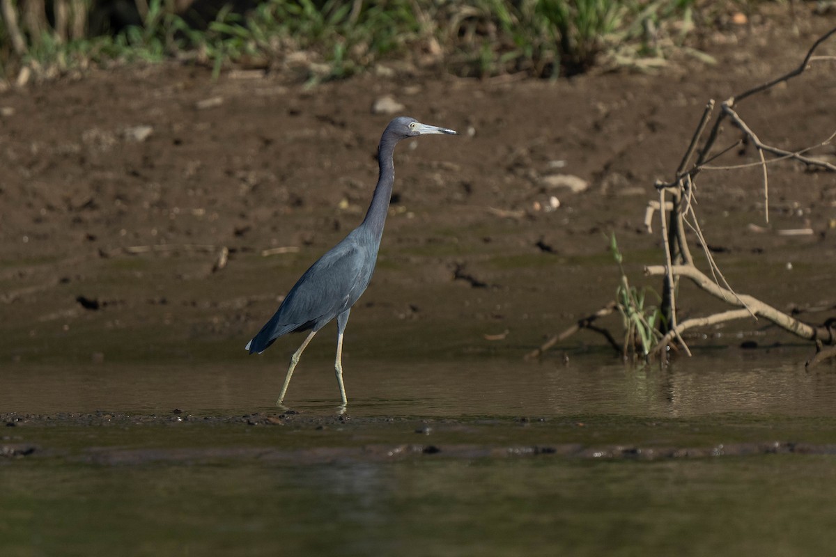 Little Blue Heron - Marina Germain