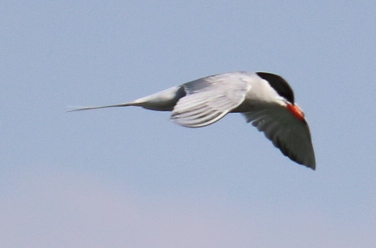 Common Tern - Ben Freeman