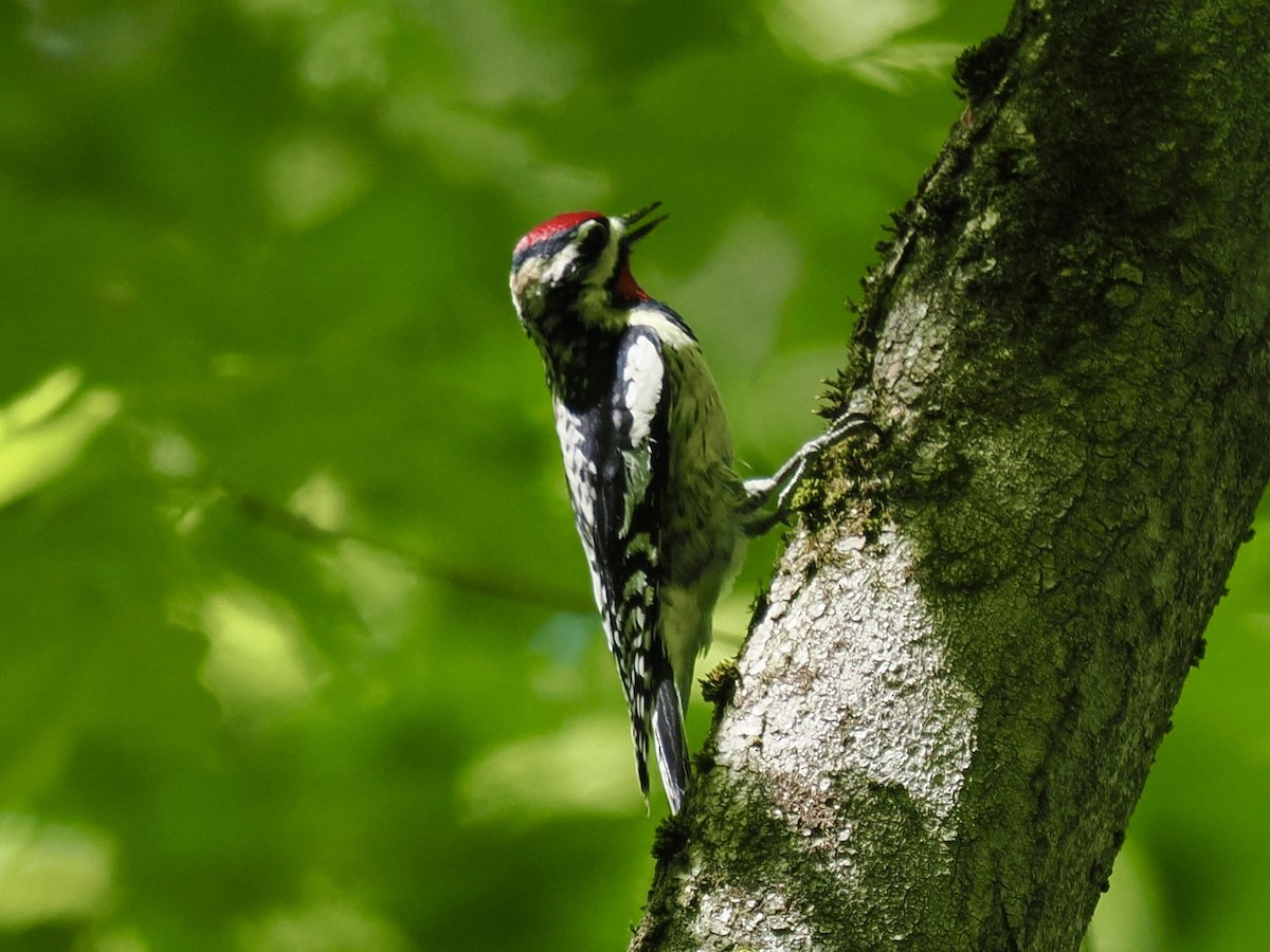 Yellow-bellied Sapsucker - ML619421258