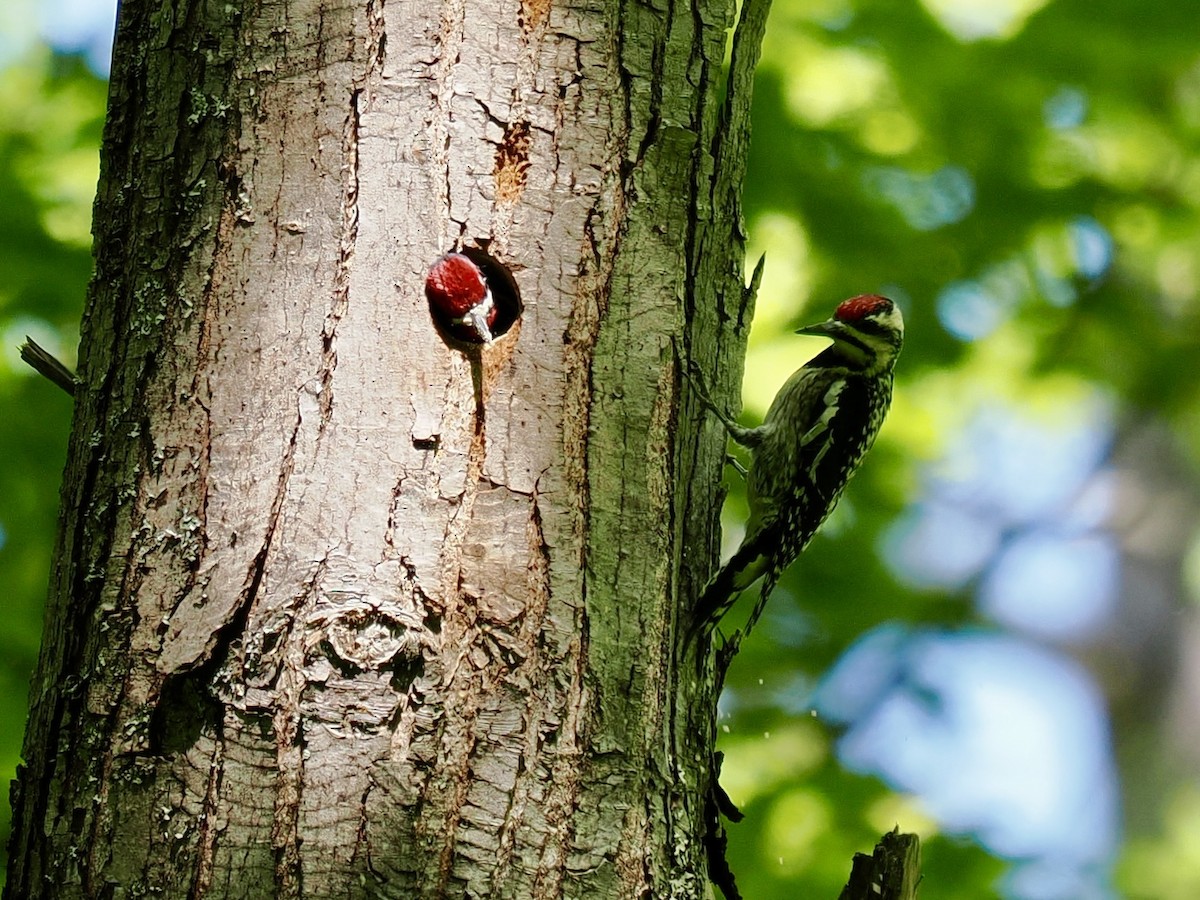 Yellow-bellied Sapsucker - ML619421259