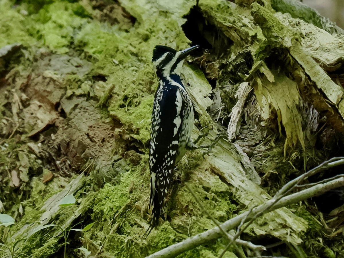 Yellow-bellied Sapsucker - Robert Rackliffe