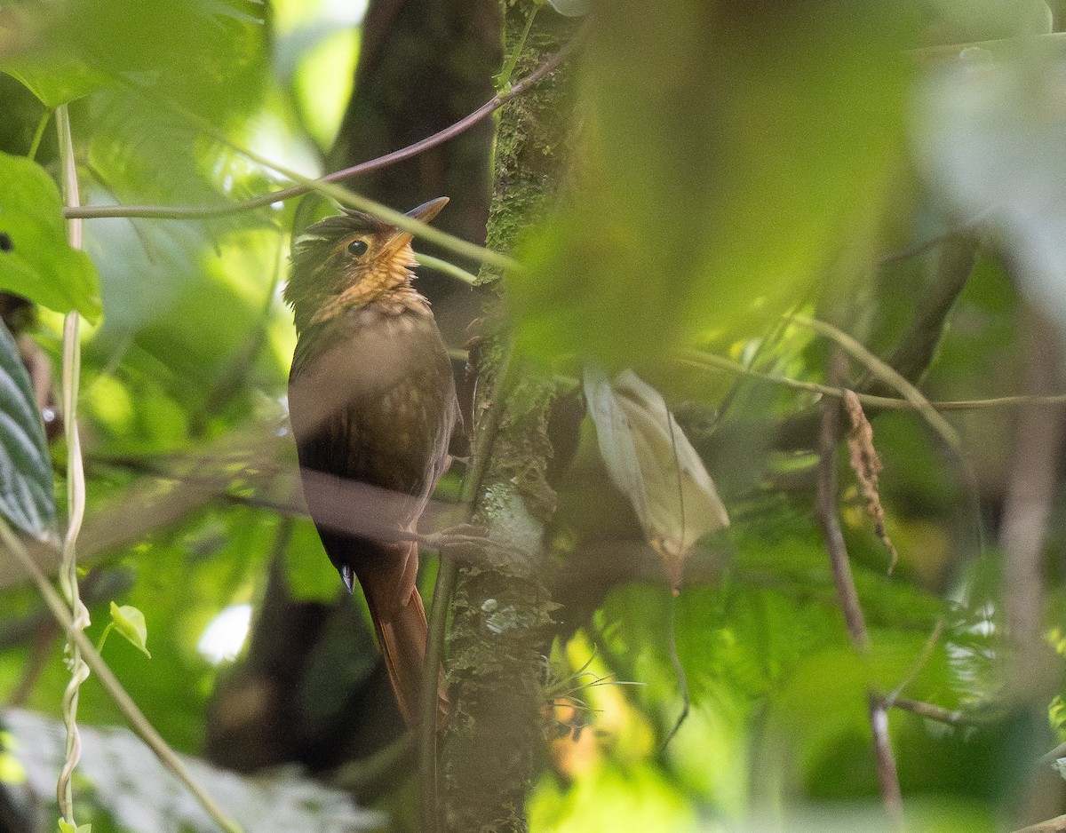 Fawn-throated Foliage-gleaner - Forest Botial-Jarvis