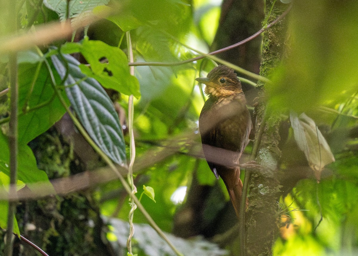 Fawn-throated Foliage-gleaner - Forest Botial-Jarvis